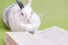 Petites annonces sous la catégorie Animaux domestiques