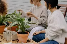 Petites annonces sous la catégorie Jardin